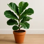 How to Care for a Fiddle Leaf Fig
