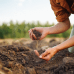 How To Lower PH in Soil