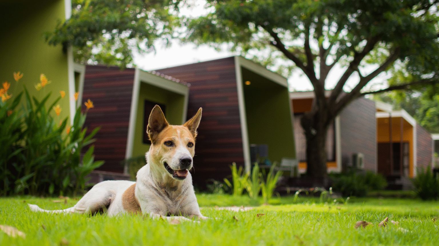 How To Keep Dogs Out of Flower Beds and Gardens