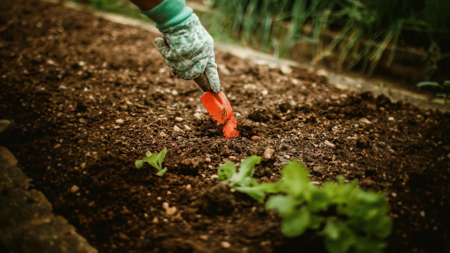 how long does it take for vegetables to grow