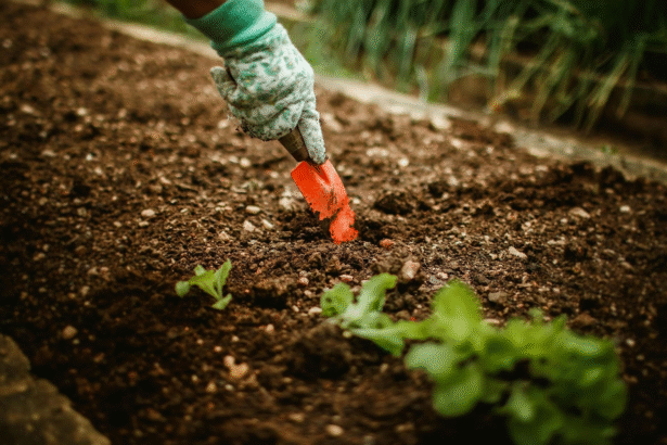 how long does it take for vegetables to grow